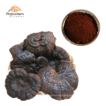 300 mesh super reishi mushroom powder factory wholesale reishi mushroom powder extract